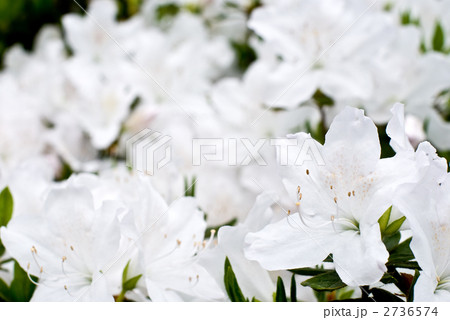 白い琉球ツツジの花 白い琉球ツツジの花 2736574