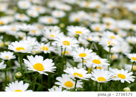 マーガレットの花 マーガレットの花 2736575