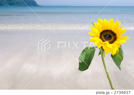 砂浜のひまわり 2736637