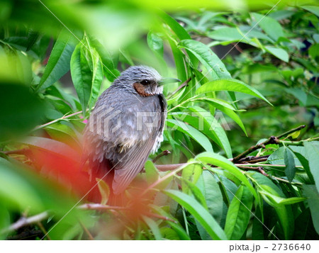 ヒヨドリ 2736640