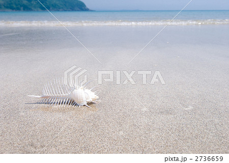 砂浜のホネガイ 2736659