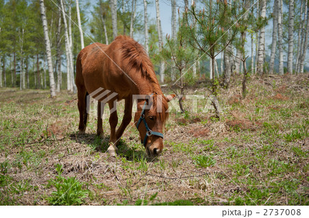木曽馬 木曽馬 2737008