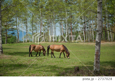 2頭の木曽馬 2頭の木曽馬 2737028