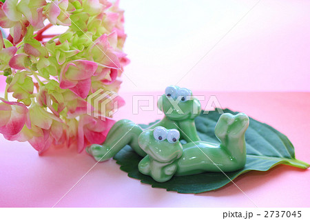 紫陽花(ハワイアンピンク)と蛙 紫陽花(ハワイアンピンク)と蛙 2737045