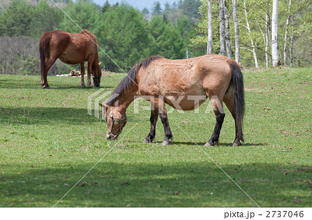 草を食む2頭の木曽馬 草を食む2頭の木曽馬 2737046