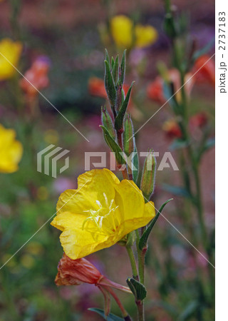 野草・マツヨイグサ(アカバナ科) 野草・マツヨイグサ(アカバナ科) 2737183