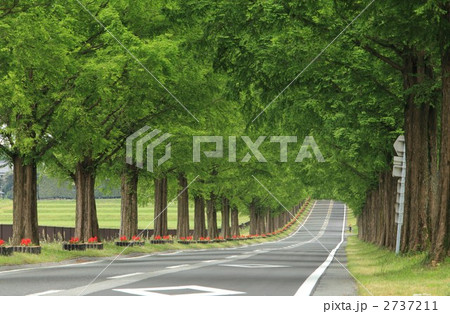 メタセコイア並木 2737211