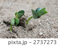 枝豆の発芽 2737273