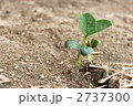 枝豆の芽 2737300
