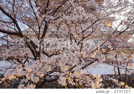 朝日を浴びる満開の桜と背景の小倉城 2737327