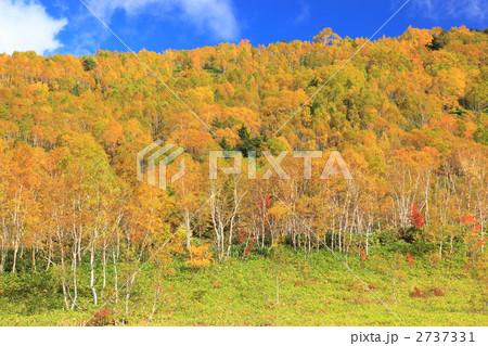 志賀高原の紅葉 2737331