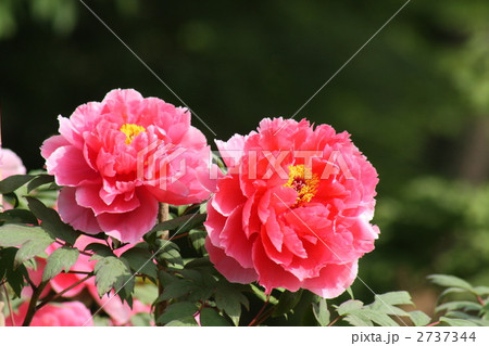 牡丹（日暮） 2737344