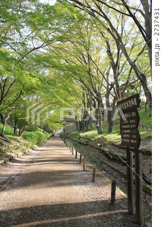 けやき並木遊歩道（上田城跡公園内） 2737431