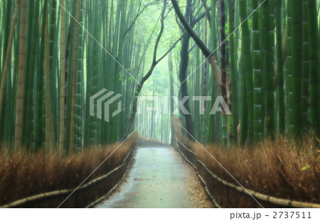 竹林 竹林 2737511