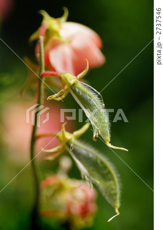 スィートピー 2737546