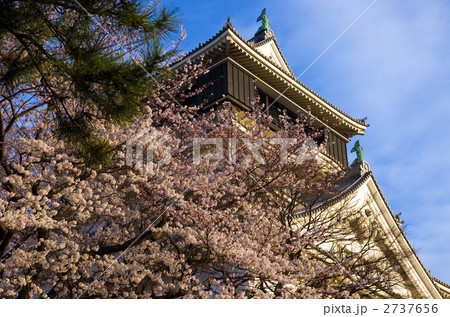 小倉城と満開の桜と青空 小倉城と満開の桜と青空 2737656
