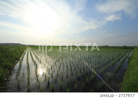 早苗 2737657