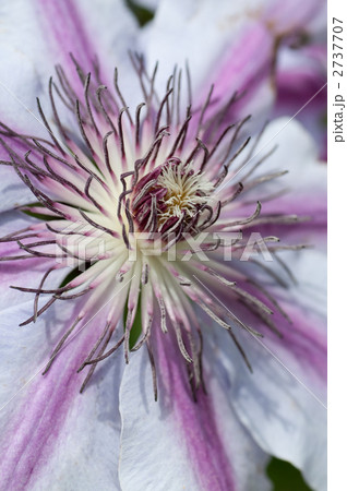 クレマチス 2737707