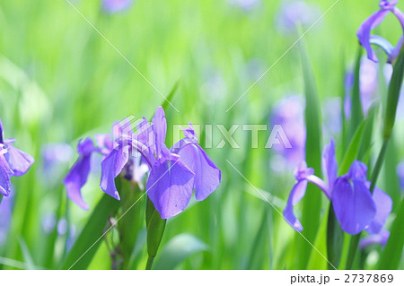 大田の沢の杜若 大田の沢の杜若 2737869