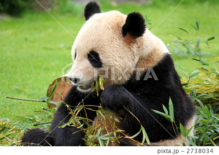 パンダ パンダ 2738034