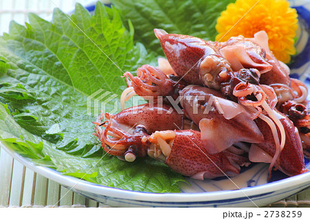 ホタルイカ 2738259