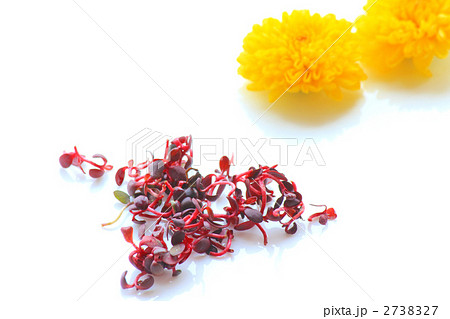 食用菊と紅蓼 2738327