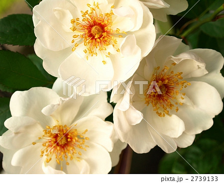 美しい白い薔薇 ジャクリーヌ デュプレ クローズアップの写真素材
