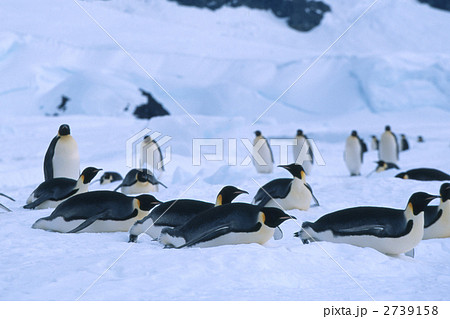 皇帝ペンギン ペンギン トボガンの写真素材 [2739158] - PIXTA
