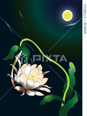 夜の花のイラスト素材