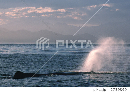 マッコウクジラ クジラ 潮ふきの写真素材