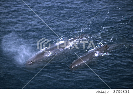 マッコウクジラ クジラ 潮ふきの写真素材