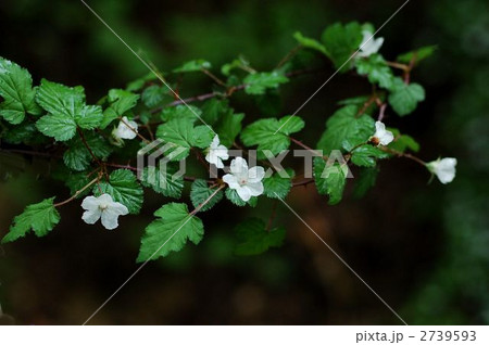 ニガイチゴ ニガイチゴ 2739593