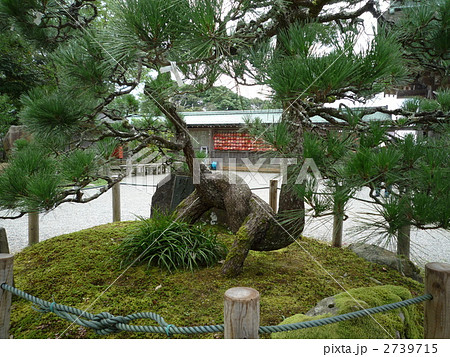 植木 松 針葉樹の写真素材