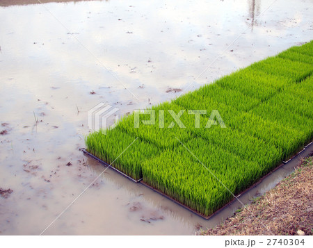 田植え前 田植え前 2740304