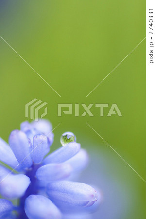 ムスカリの花についた雨のしずく 2740331
