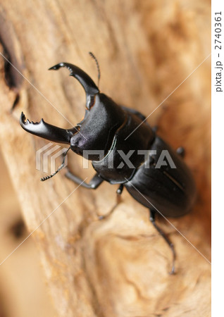 スジブトヒラタクワガタ 2740361