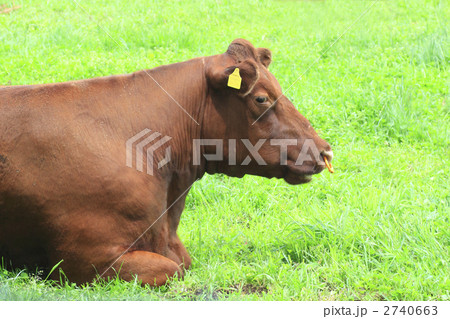 牧草地と牛 2740663