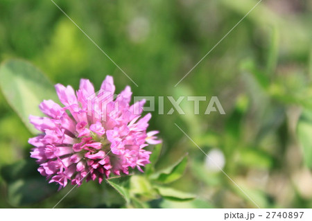 アカツメクサ 2740897