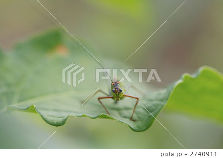 にらめっこ☆ 2740911