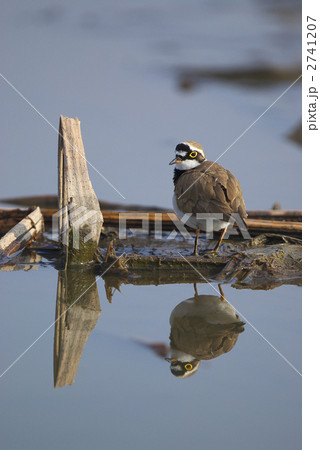 コチドリ2 2741207