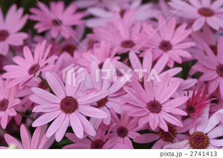 オステオスペルマム オステオスペルマム 2741413