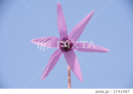 かたくりの花（晴天） 2741467