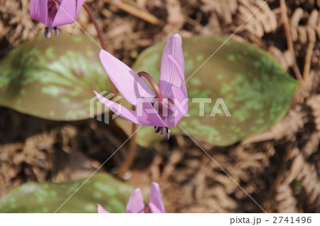 かたくりの花（上から） 2741496