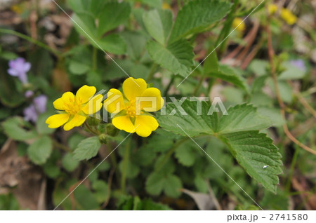 春の黄色い花 ~キジムシロ~ 春の黄色い花 ~キジムシロ~ 2741580