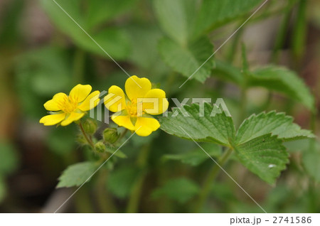 春の黄色い花　～キジムシロ～ 2741586
