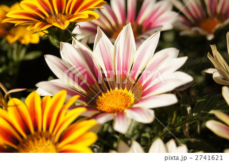 ガザニア 2741621