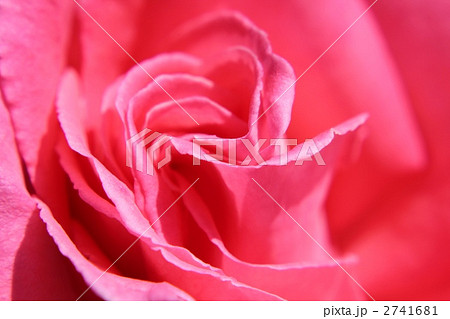 桃色のバラ（芳純） 2741681
