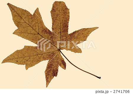 モミジバフウ 2741706