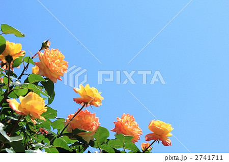 複色のバラ（ツル・チャールストン） 2741711