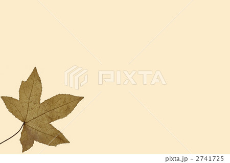 モミジバフウ 2741725